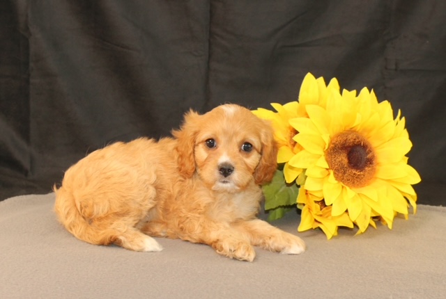 puppy, for, sale, Cavapoo, Ivan J. Stoltzfus, dog, breeder, Dornsife, PA, dog-breeder, puppy-for-sale, forsale, nearby, find, puppyfind, locator, puppylocator, aca